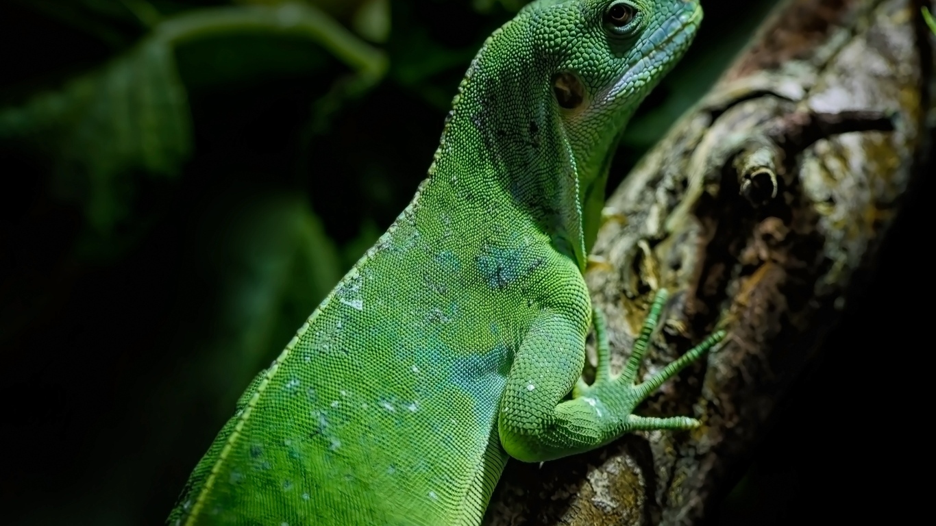 Большая зеленая ящерица с острыми когтями