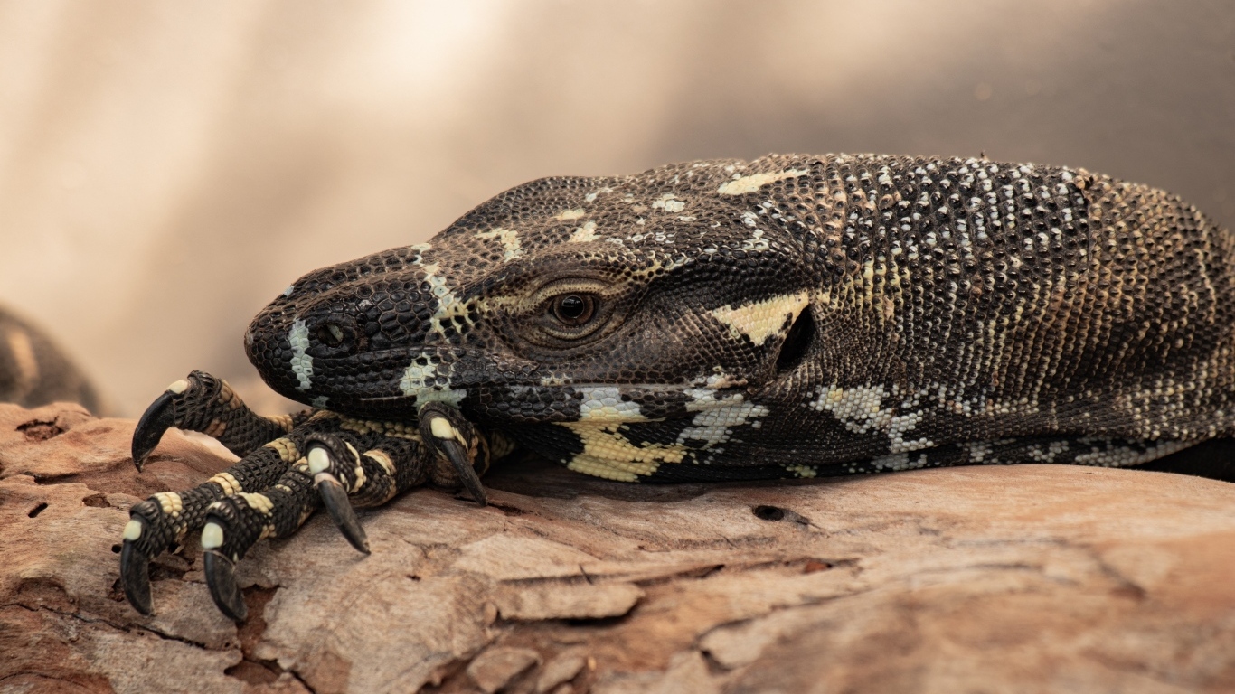 Большая игуана с острыми когтями 