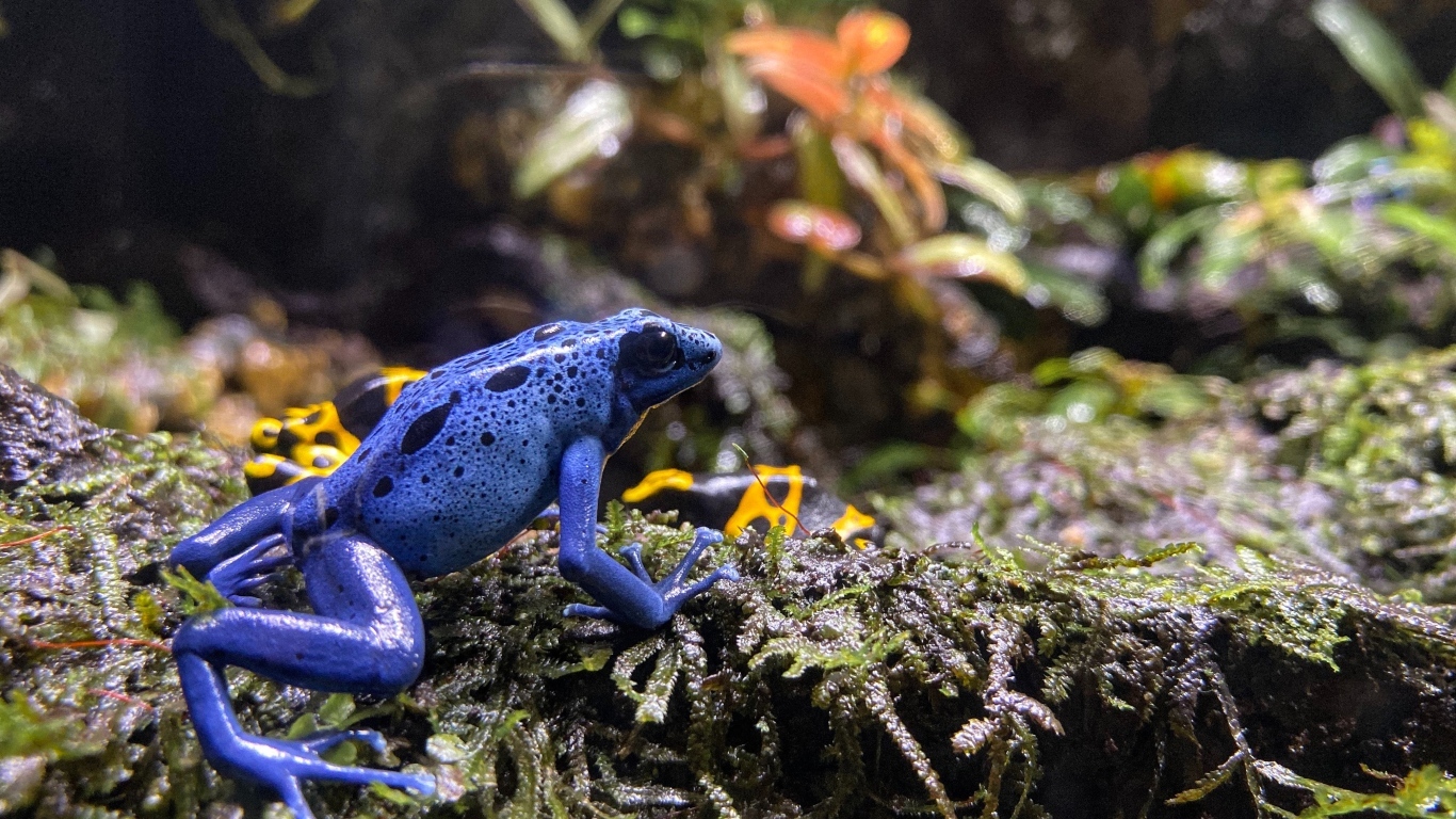 Маленькая голубая лягушка 