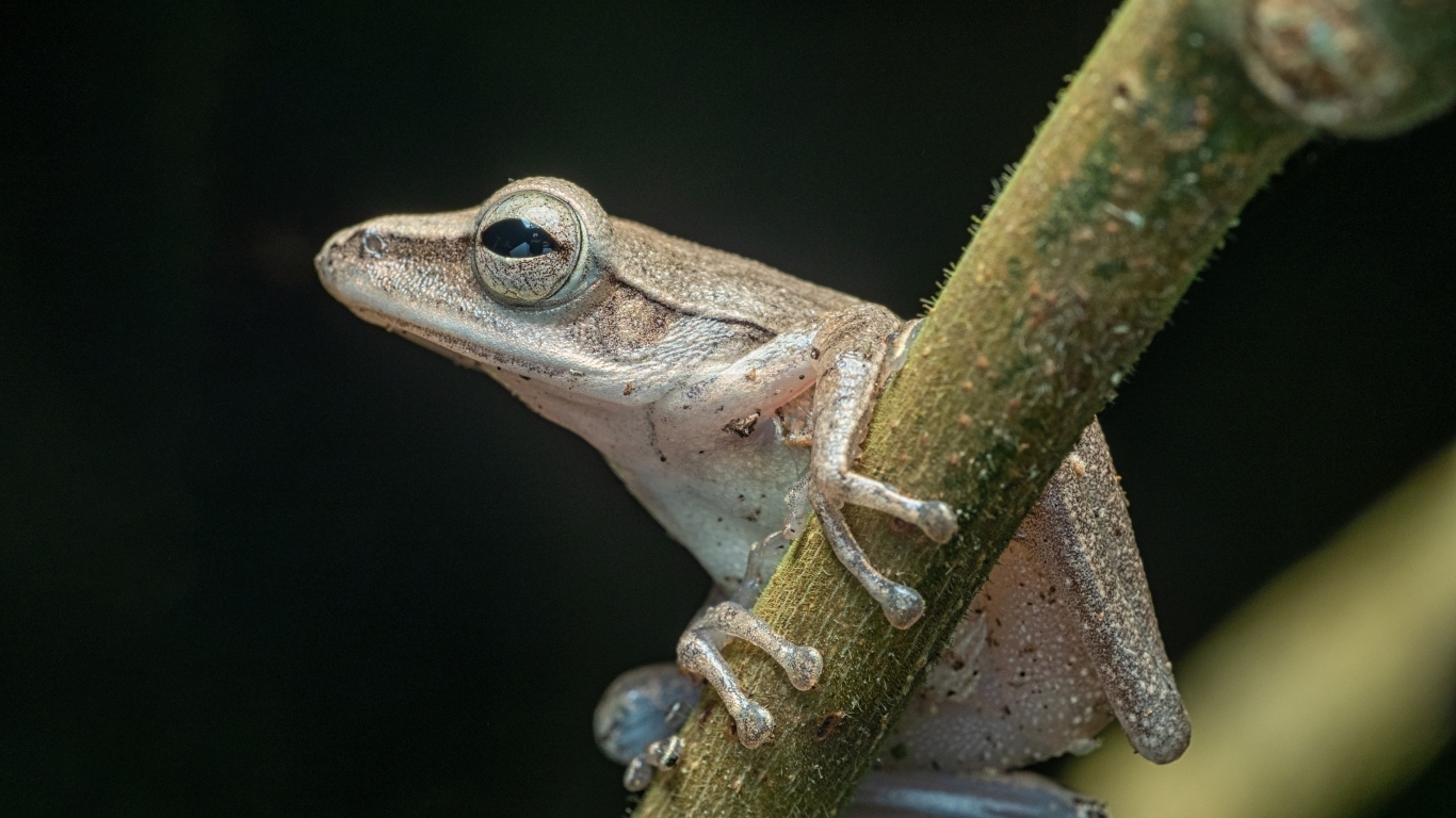 Маленькая лягушка на ветке на черном фоне