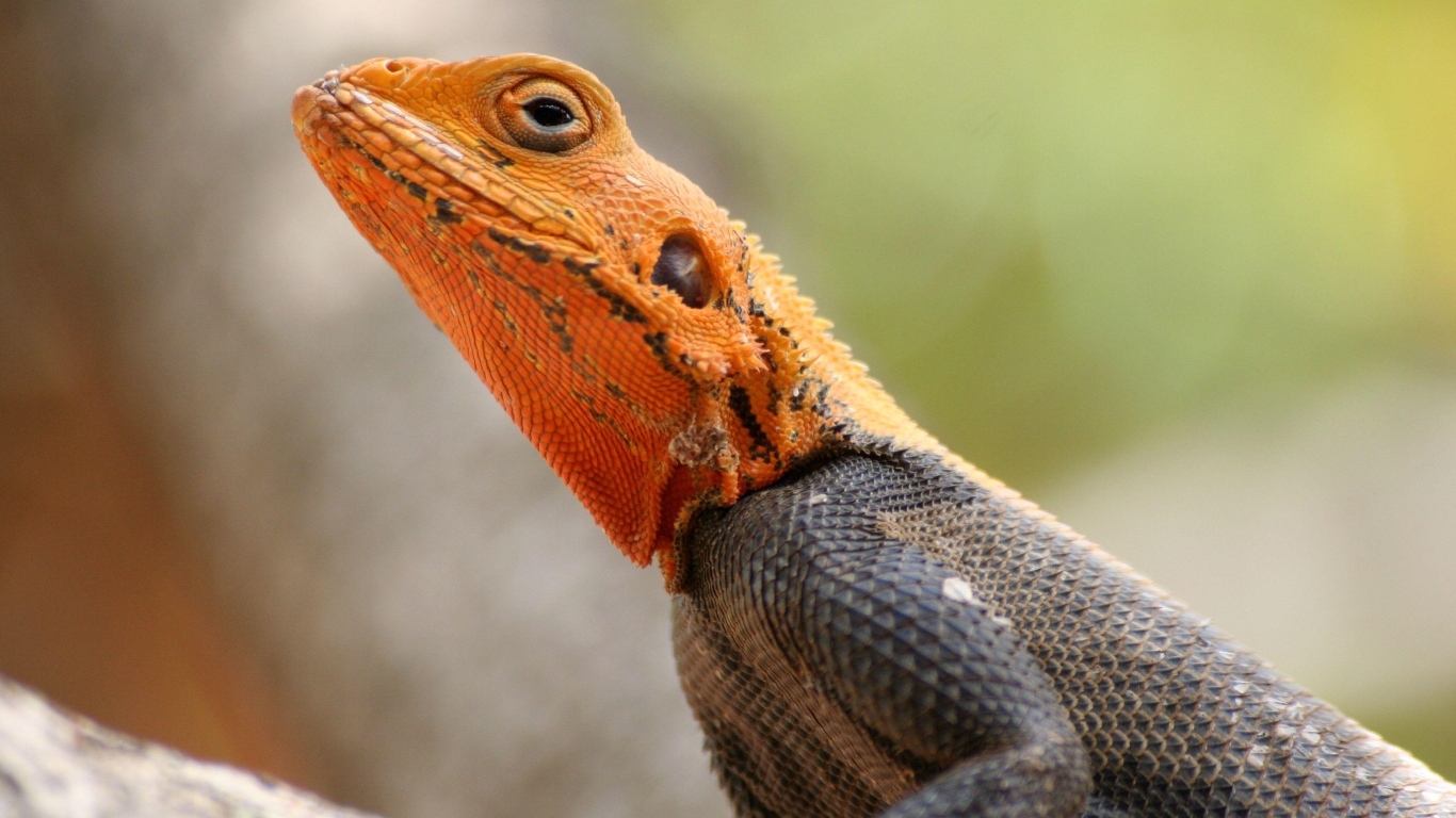 Ящерица с оранжевой головой крупным планом