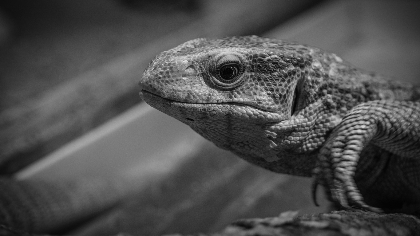 Варан черно-белое фото