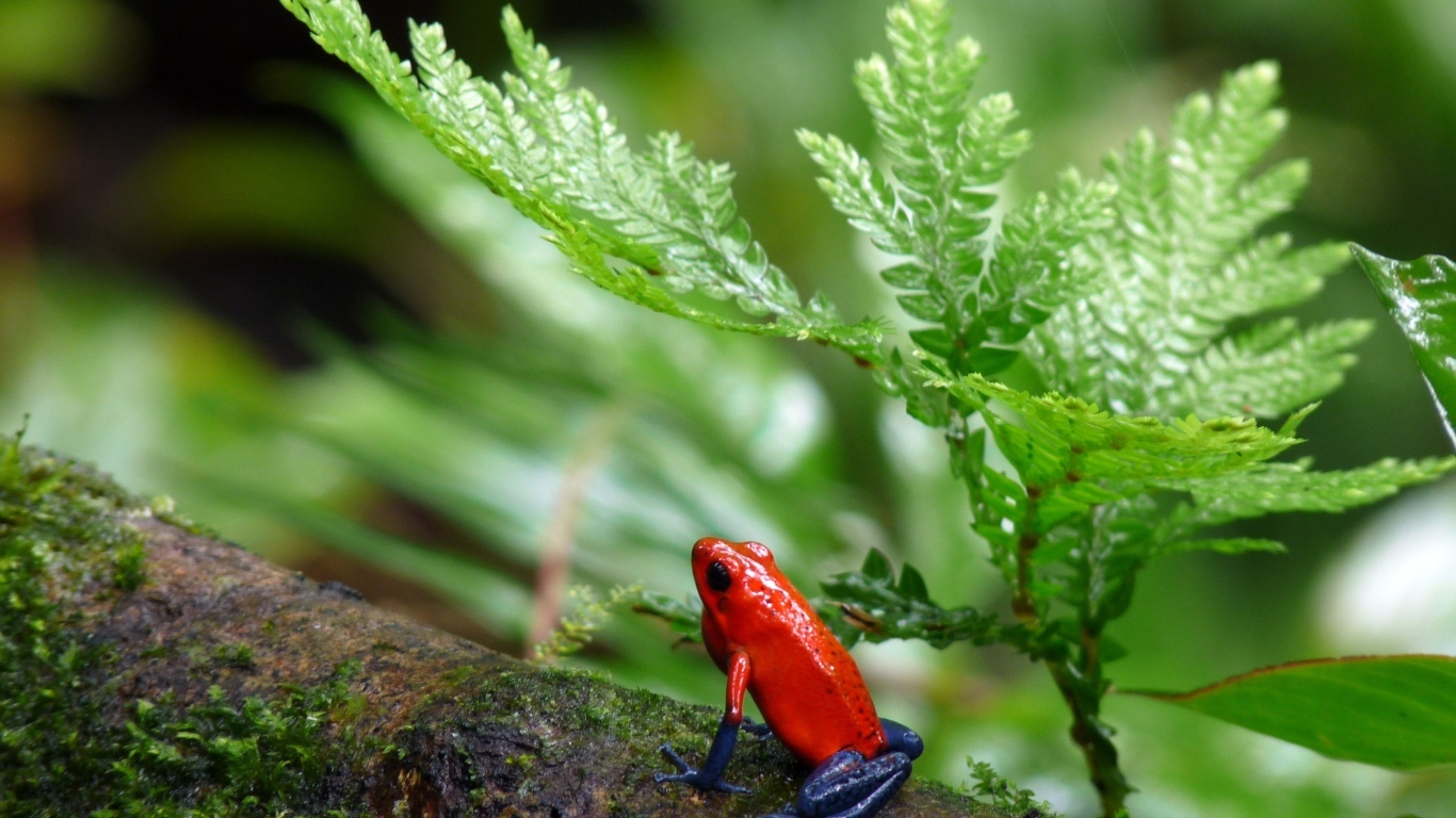 Красная лягушка с синими лапами