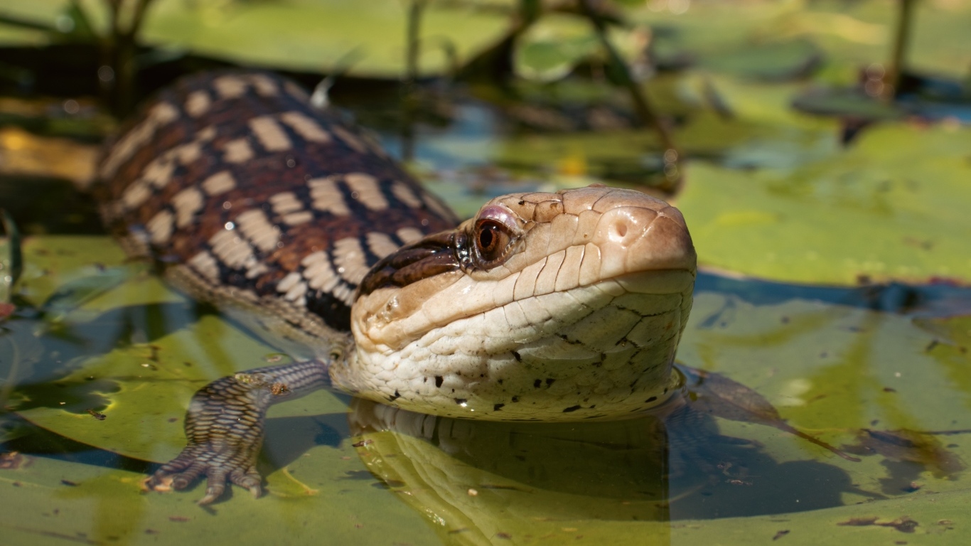 Сцинк с синим языком спрятался в воде