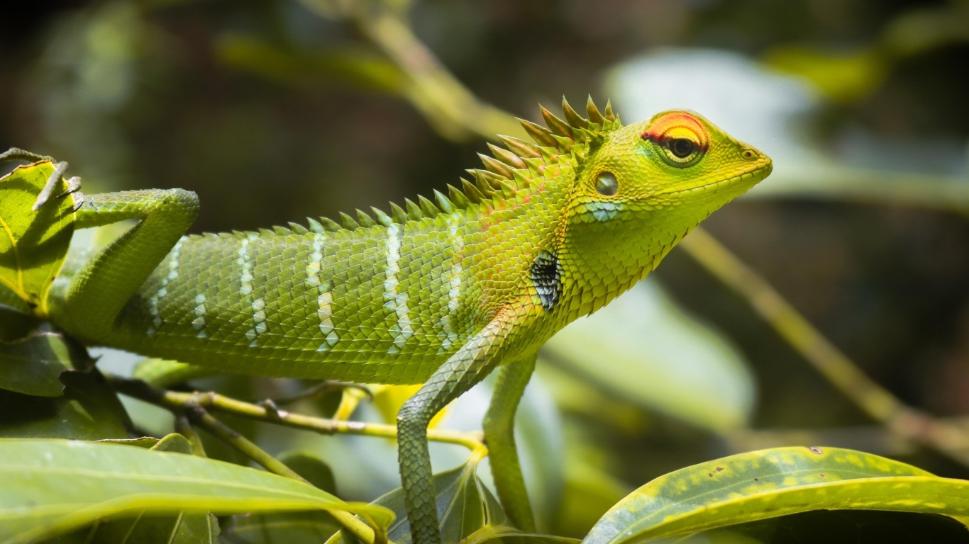 Маленькая зеленая ящерица в листьях 