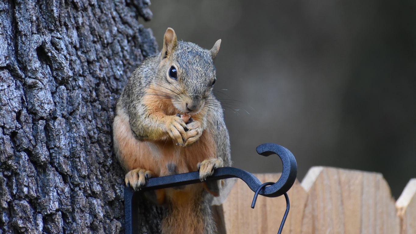 Белка грызет орех у кормушки на дереве