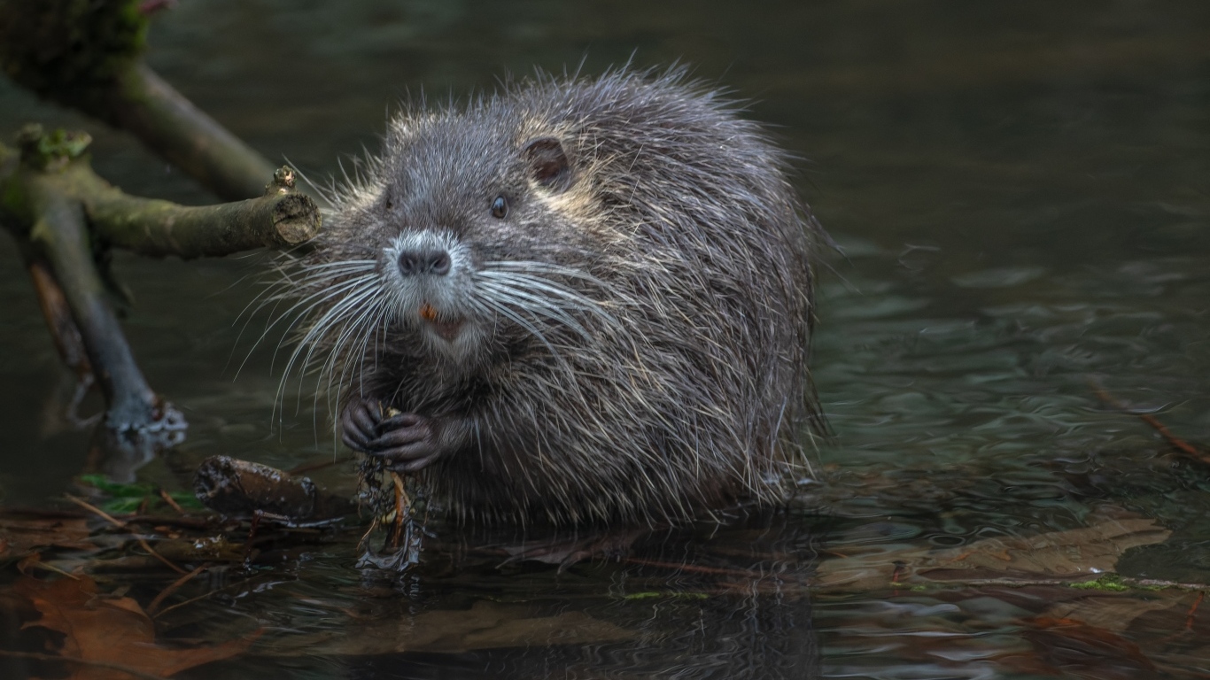 Черная нутрия в воде