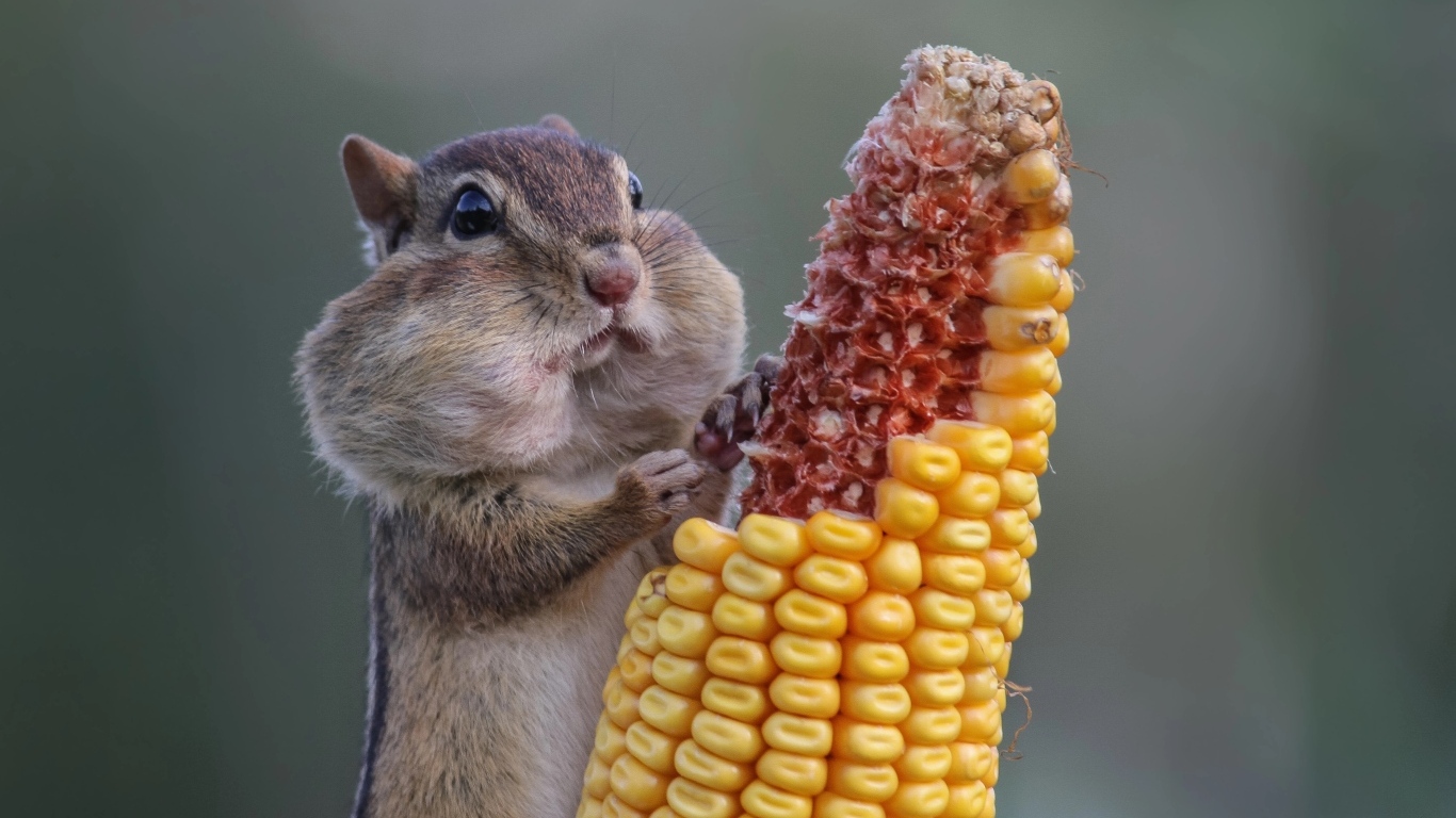 Бурундук грызет зерна кукурузы