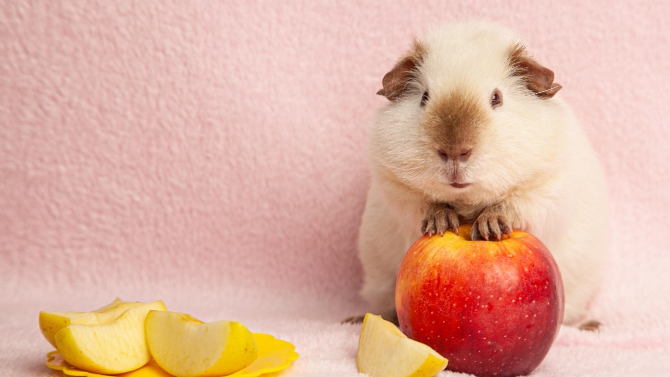 Милая морская свинка с яблоками на розовом фоне