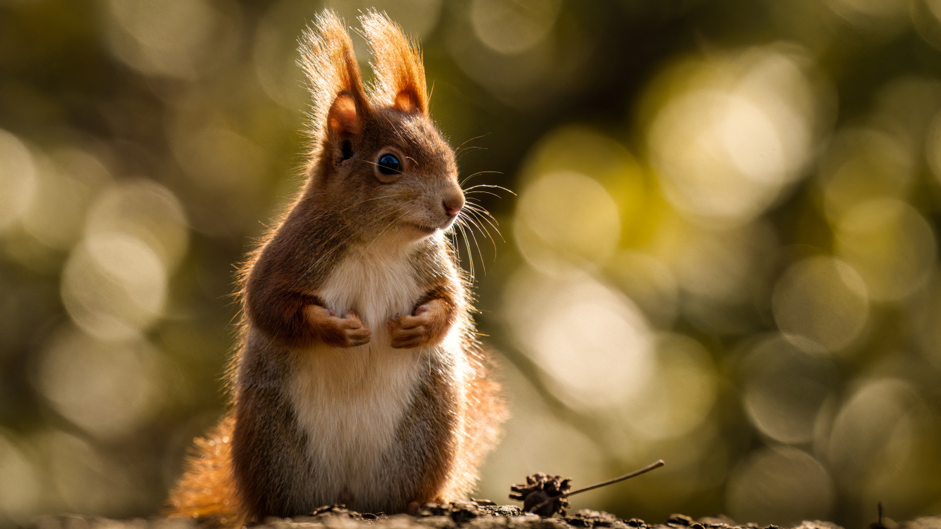 Милая рыжая белка в лучах солнца