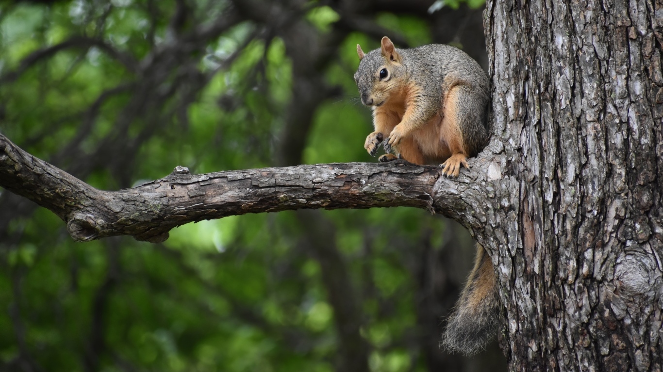 Толстая белка сидит на ветке дерева