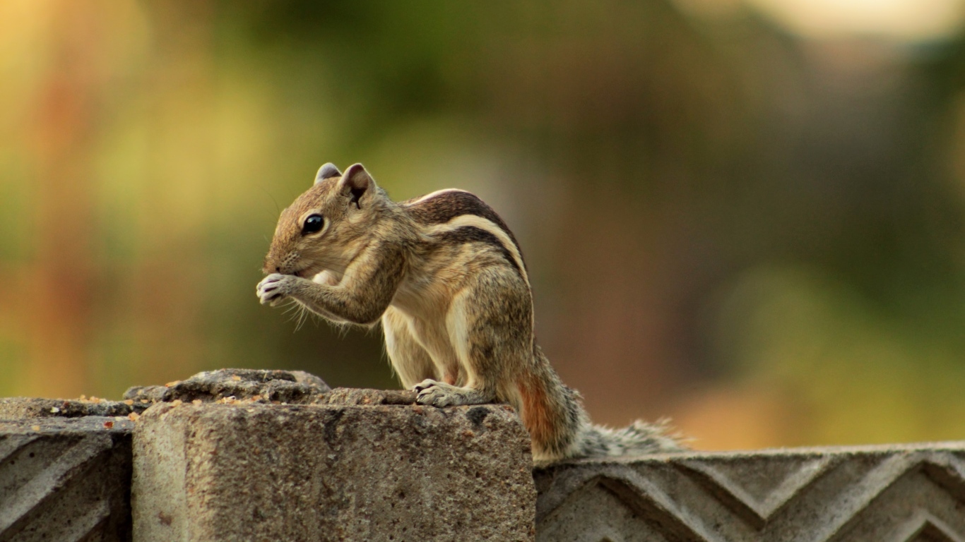 Маленький бурундук на заборе