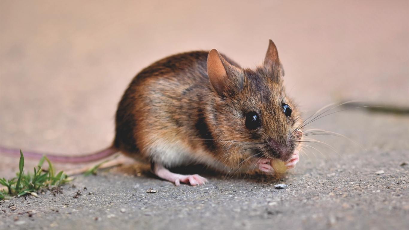 Маленький мышонок грызет еду на земле