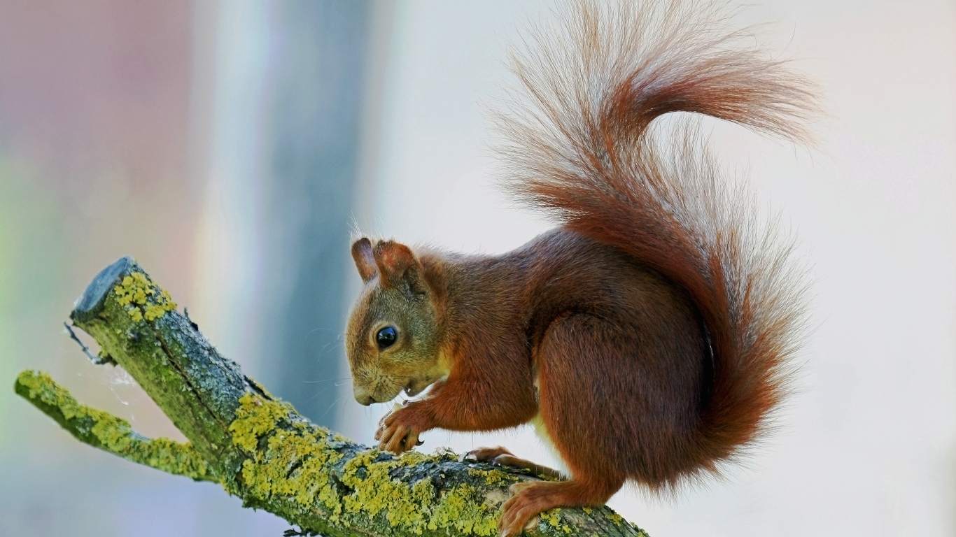 Маленькая рыжая белка на покрытой мхом ветке