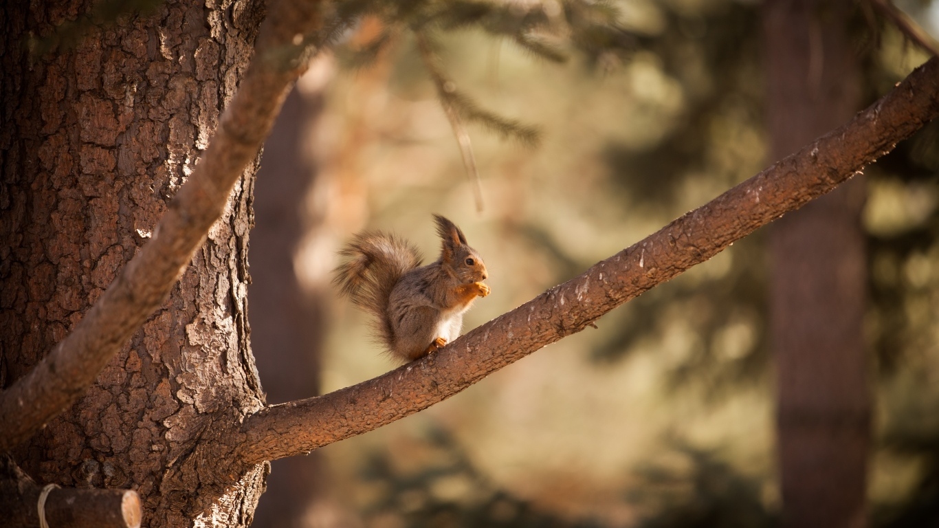 Little red squirrel sits on a branch