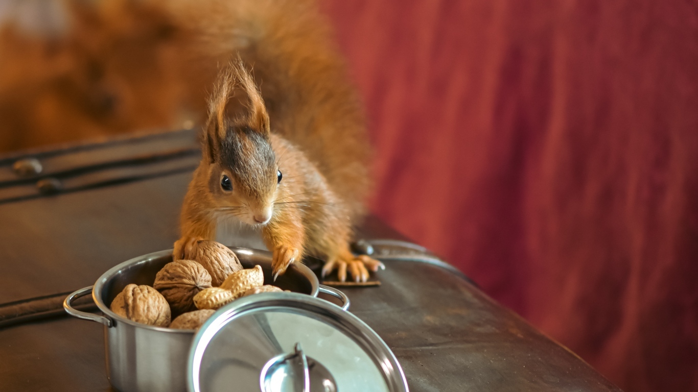 Рыжая белка на столе с орехами