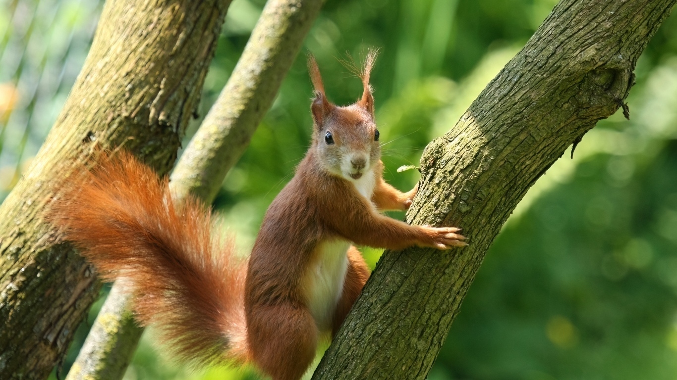 Рыжая белка с пушистым хвостом висит на дереве