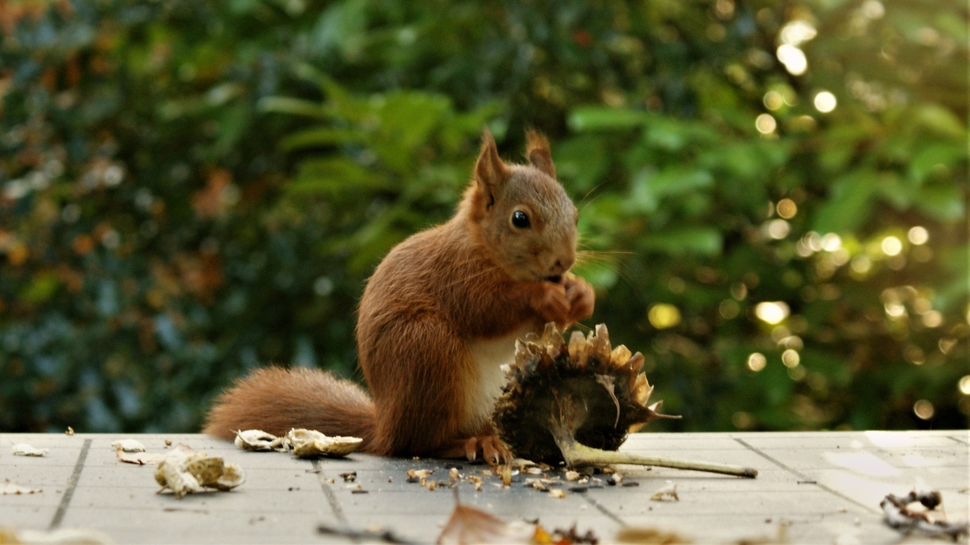 Белка грызет семечки на подсолнухе