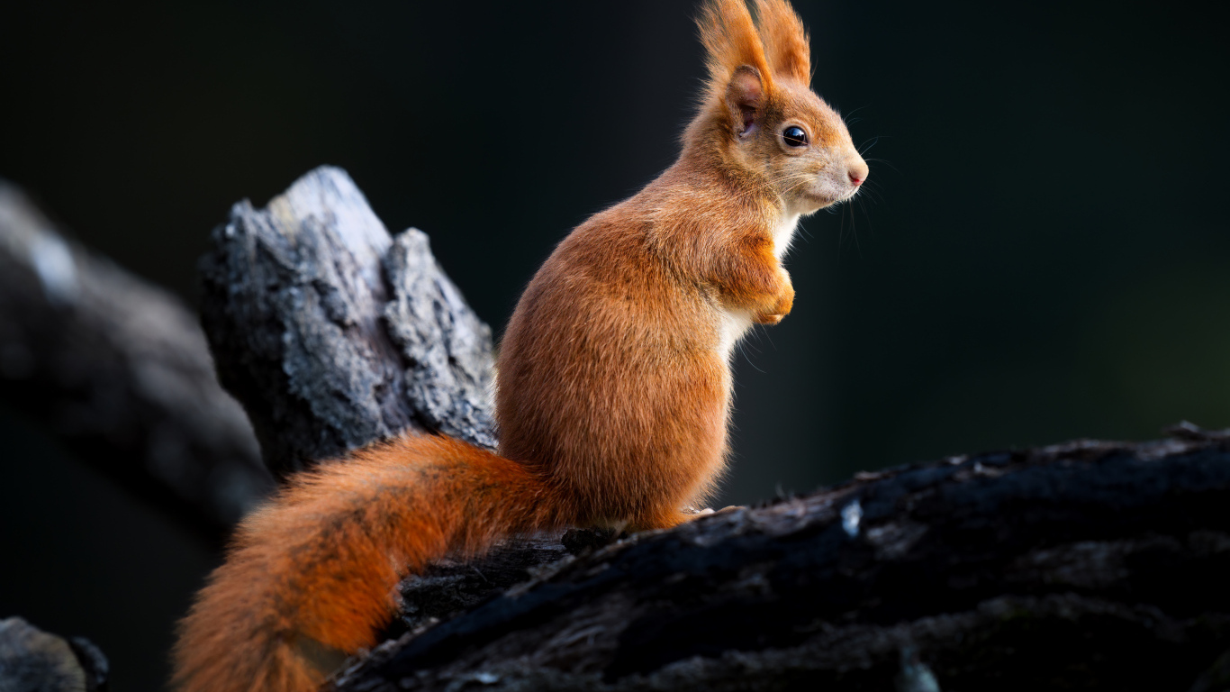Белка сидит на черном сухом дереве
