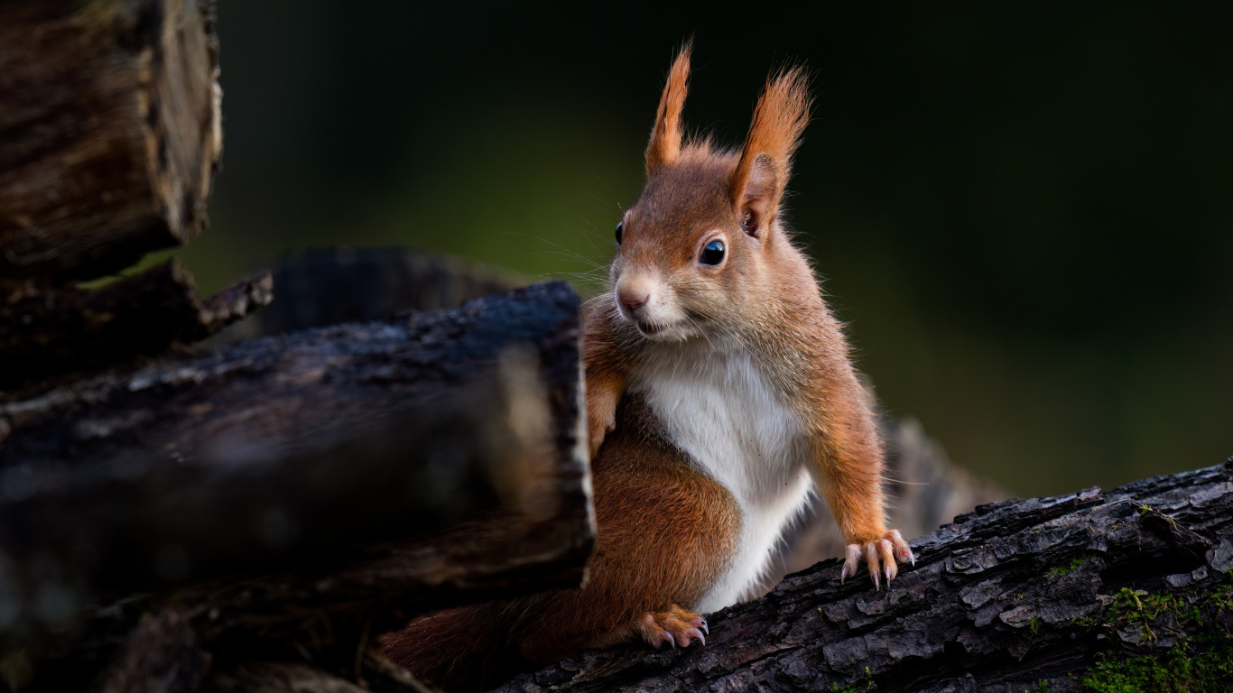 Удивленная белка сидит на дереве
