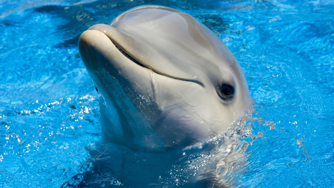 Дельфин в голубой воде бассейна