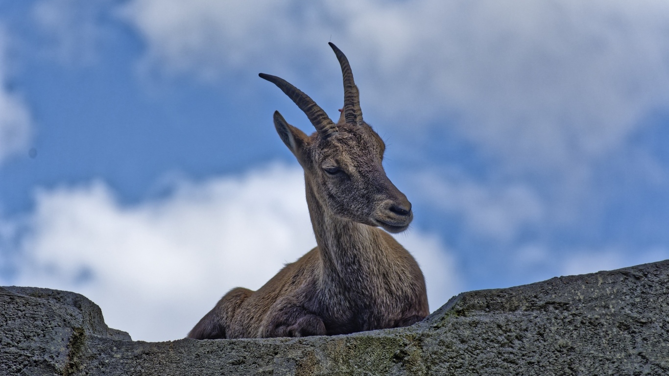 Газель с острыми рогами отдыхает на камне