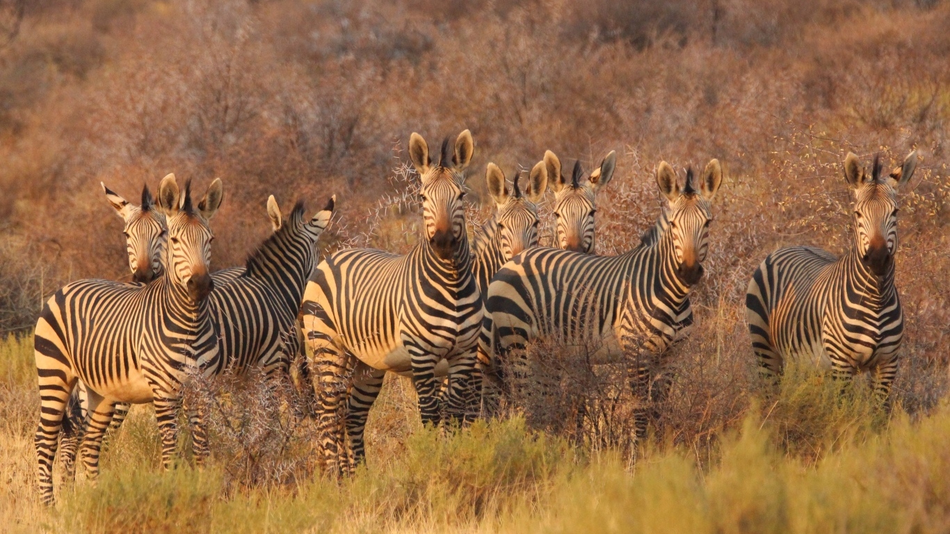 Стадо полосатых зебр стоит на траве в саванне