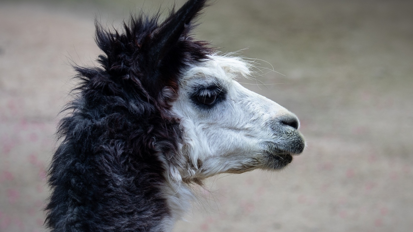 Голова альпаки боком