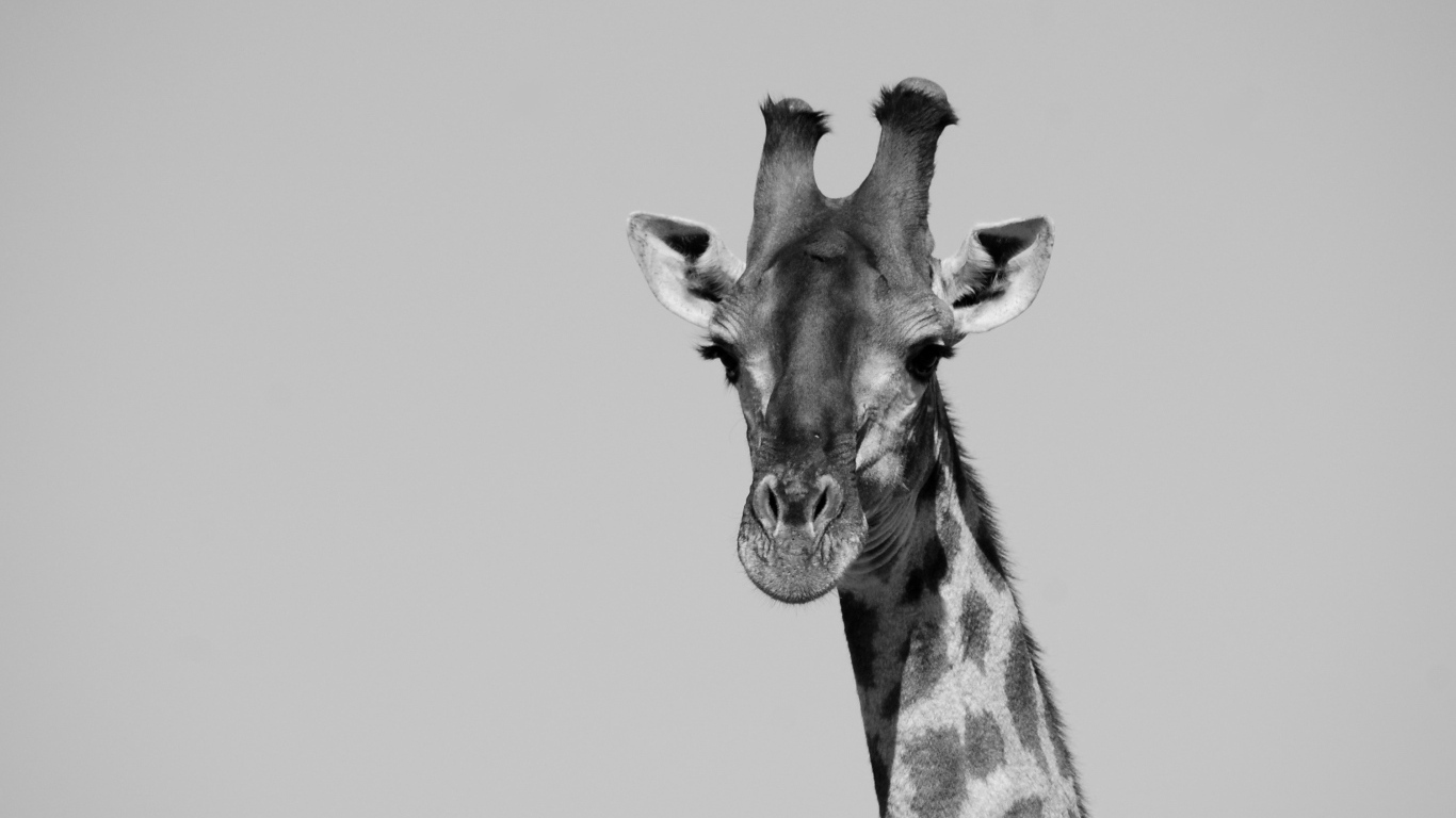 Большой жираф на сером фоне 