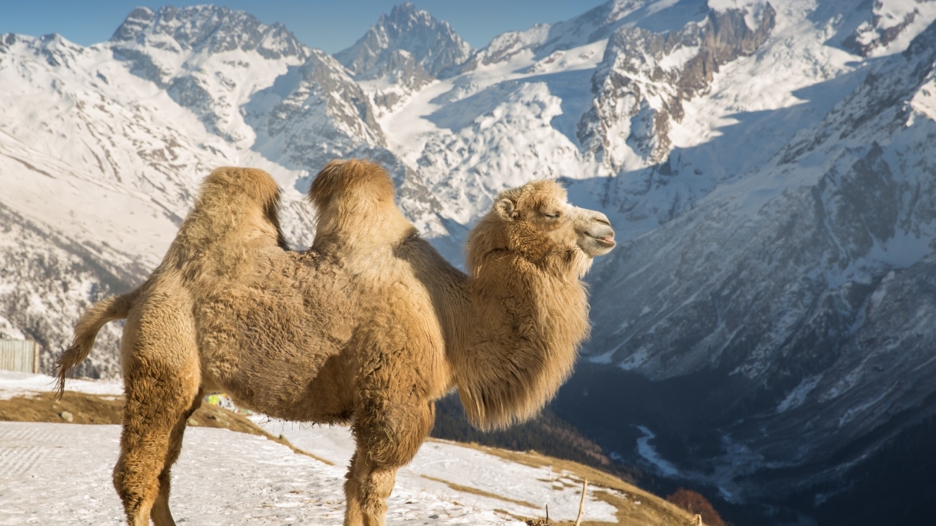 Верблюд в лучах солнца в заснеженных горах