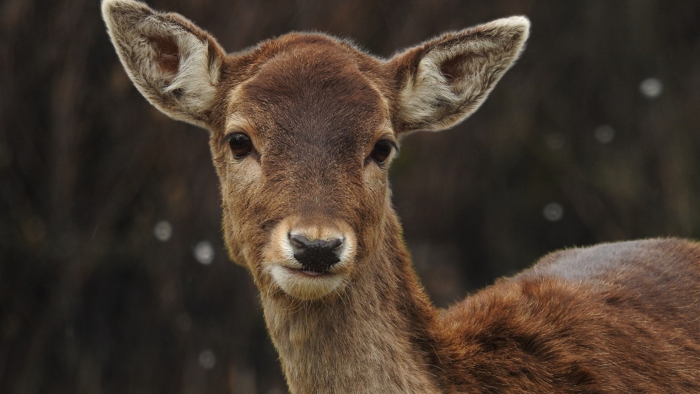 Милый олененок крупным планом