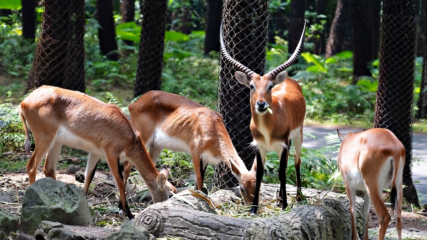 Газели в зоопарке