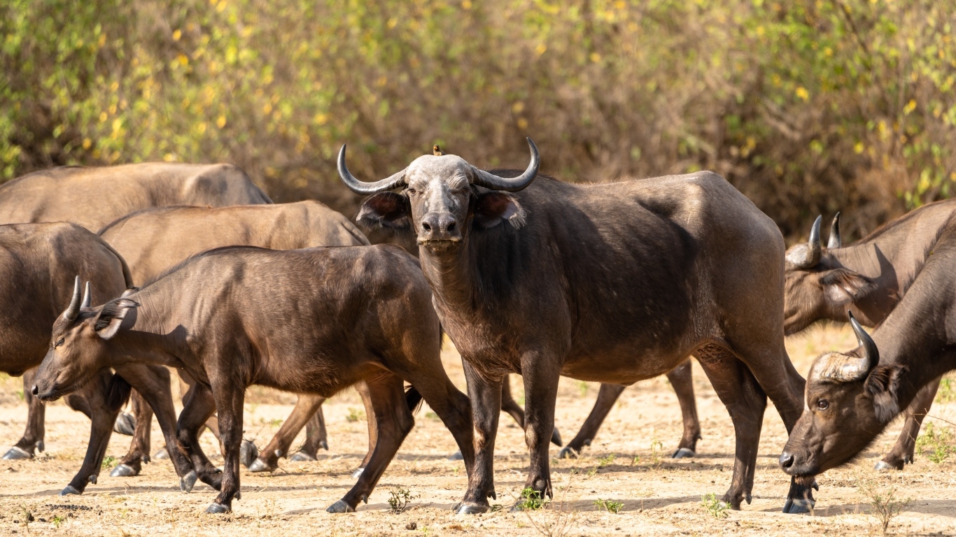 Стадо диких буйволов