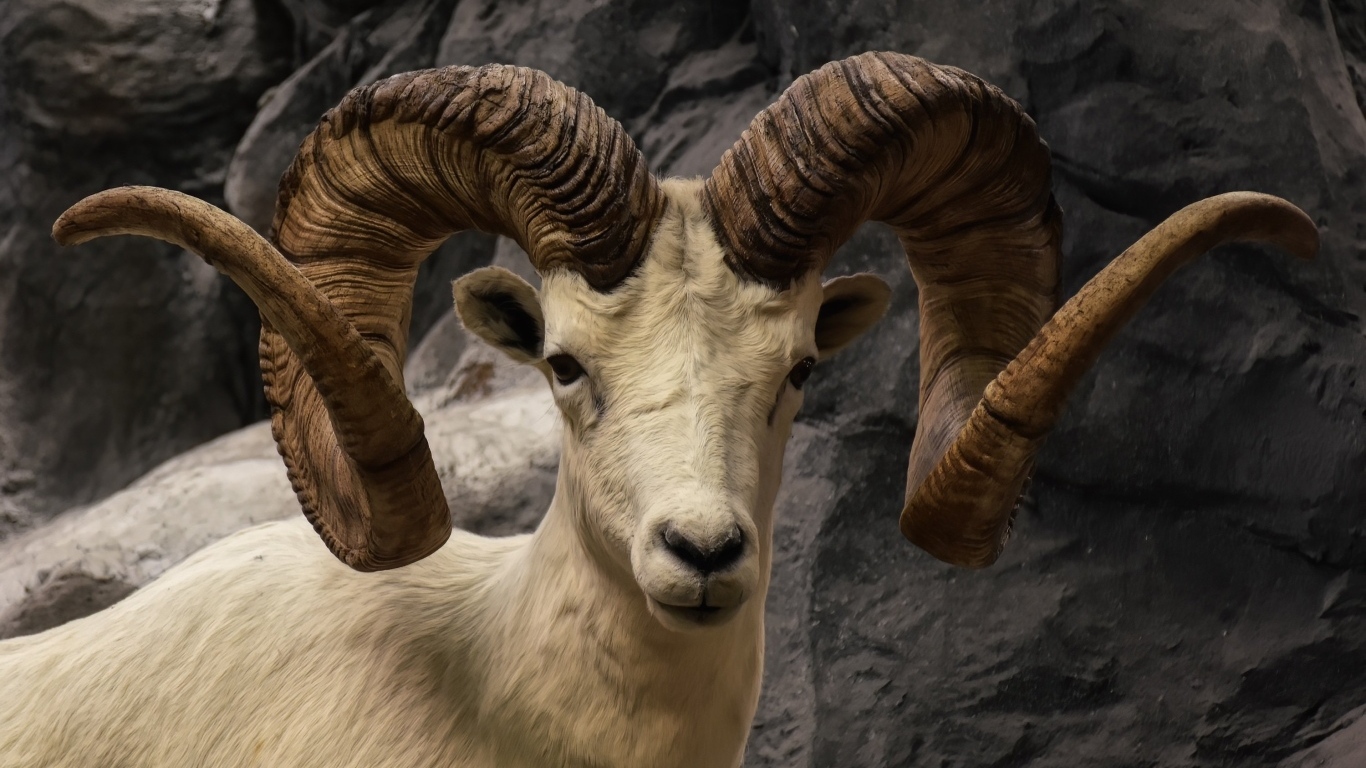 Большие закрученные рога горного козла
