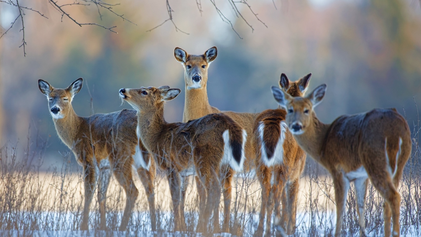 Стадо оленей зимой