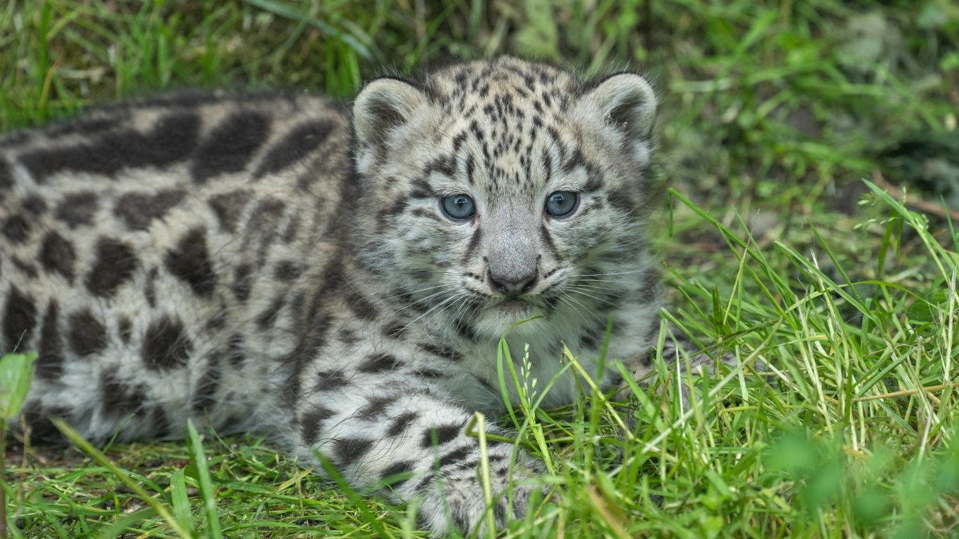 Маленький детеныш снежного барса на зеленой траве