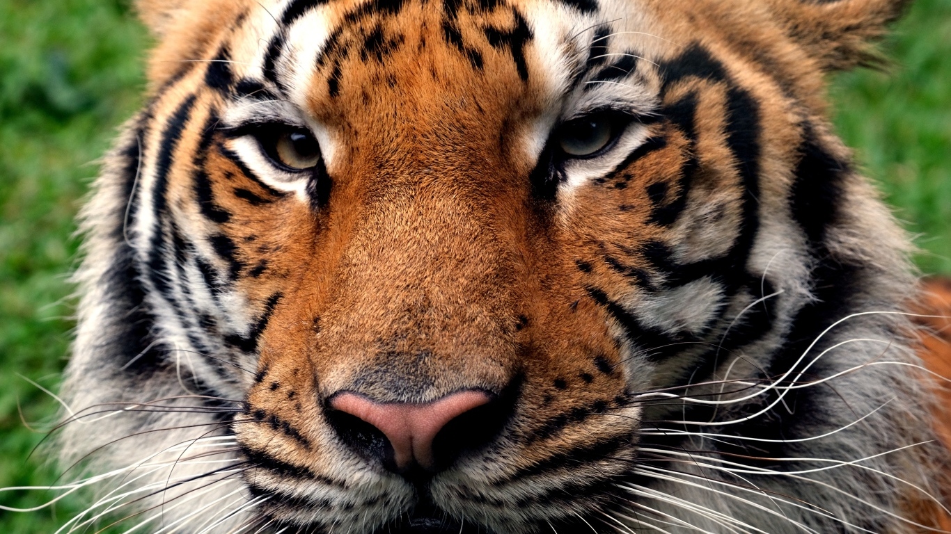 Серьезная морда полосатого тигра