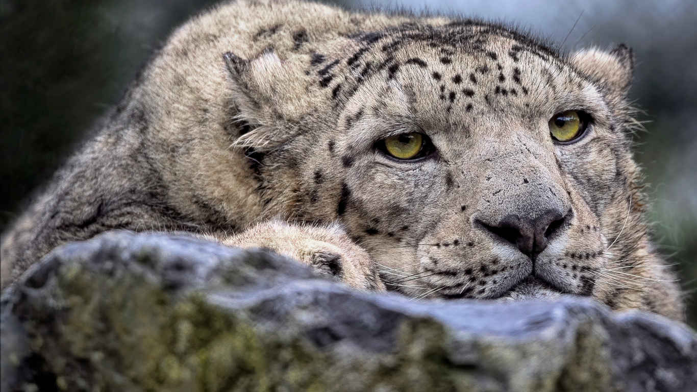 Снежный барс отдыхает на камне