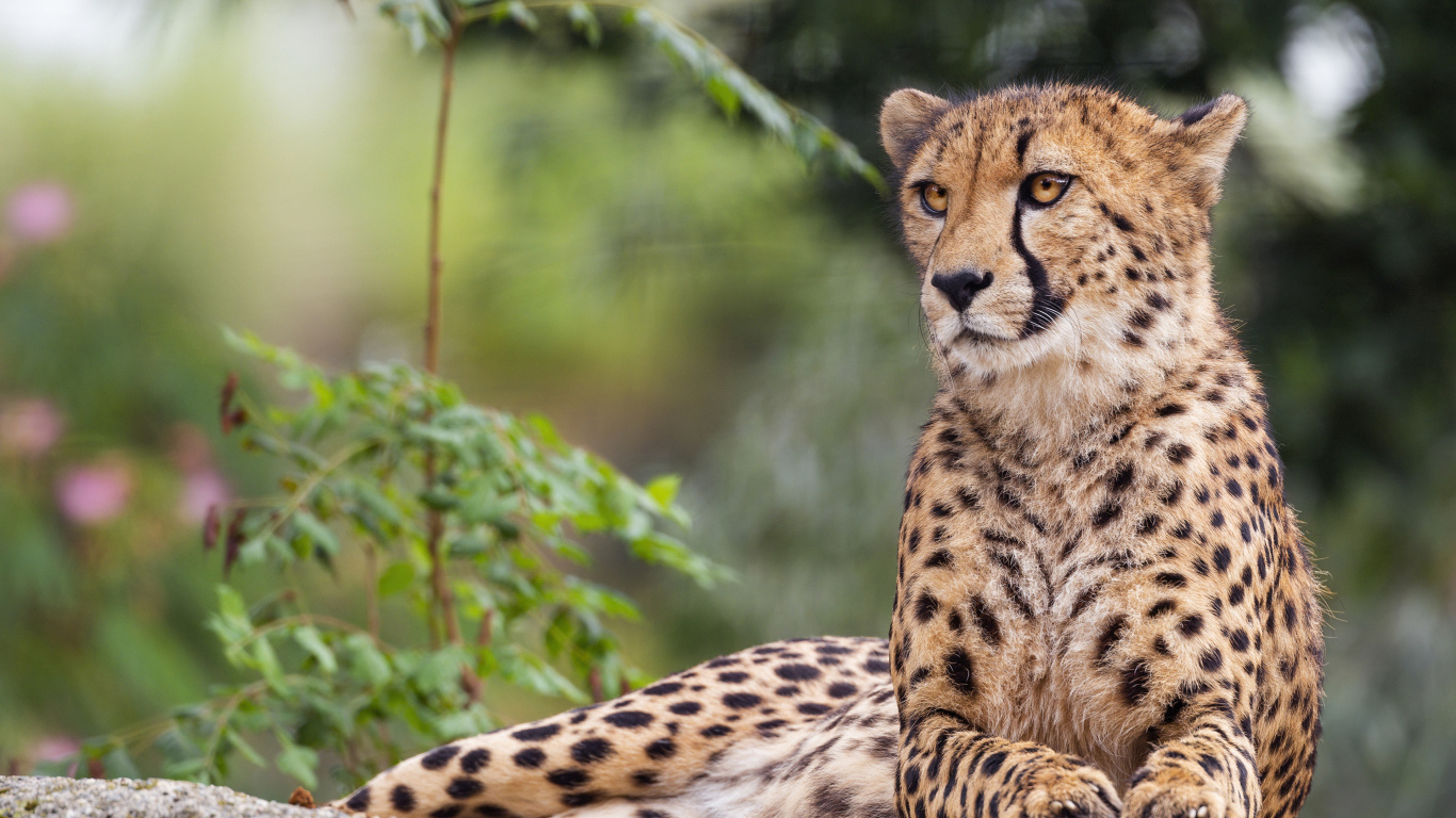 Пятнистый гепард лежит на камне