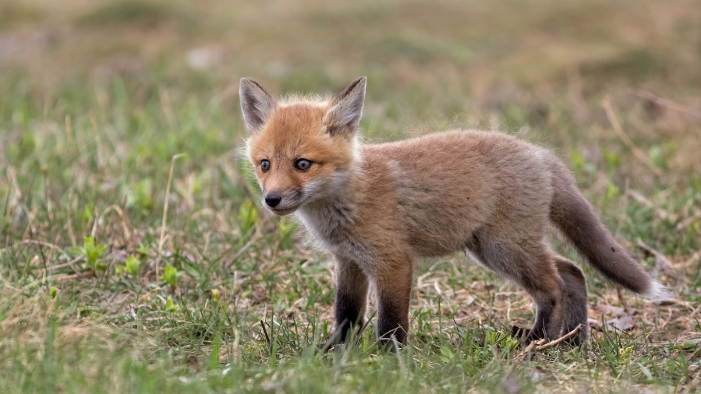 Little frightened fox on the grass