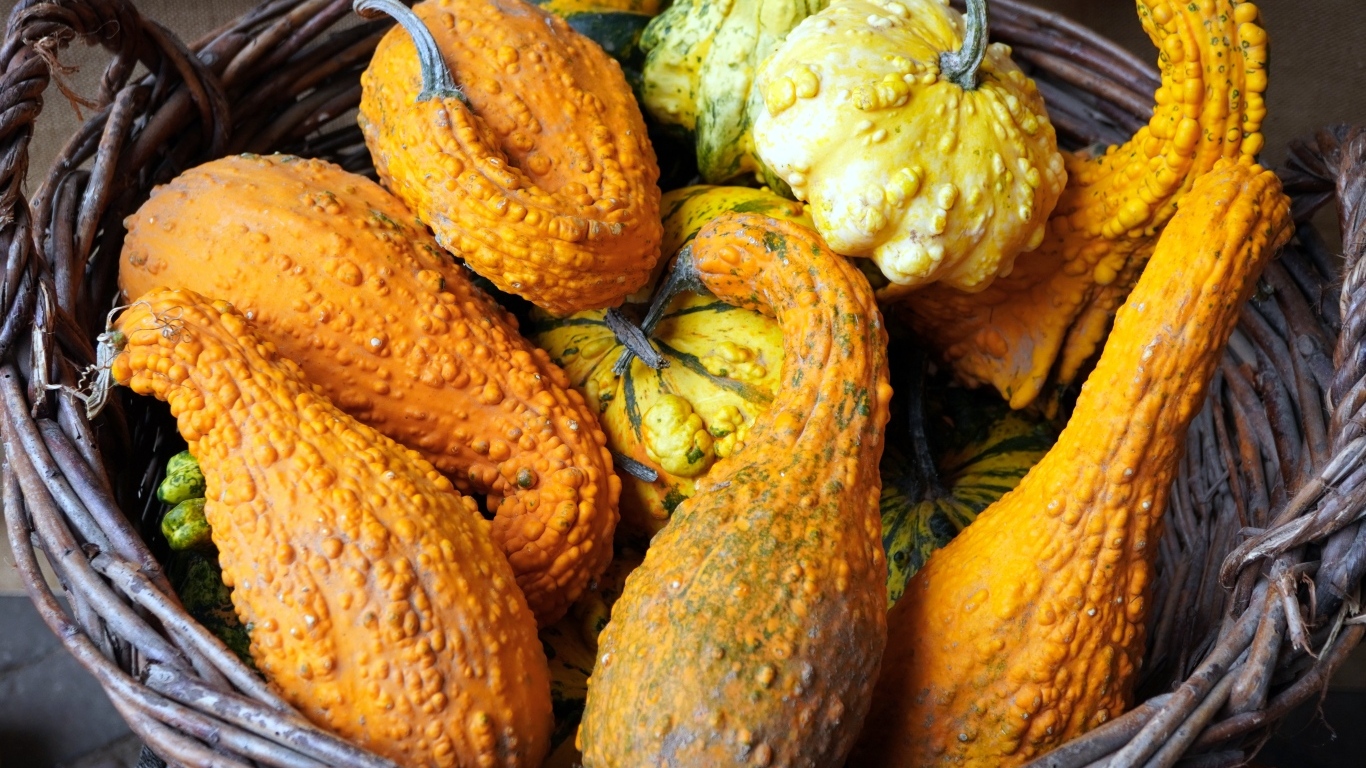 Много тыквы лежит в корзине осенью 