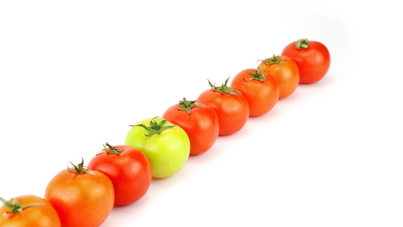 Ряд из помидоров на белом фоне