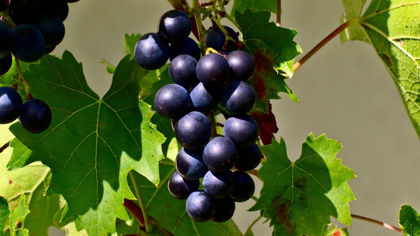 Гроздь синего винограда в зеленых листьях