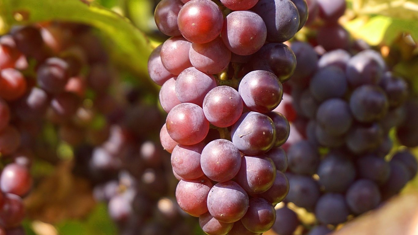 Гроздь розового винограда в лучах солнца