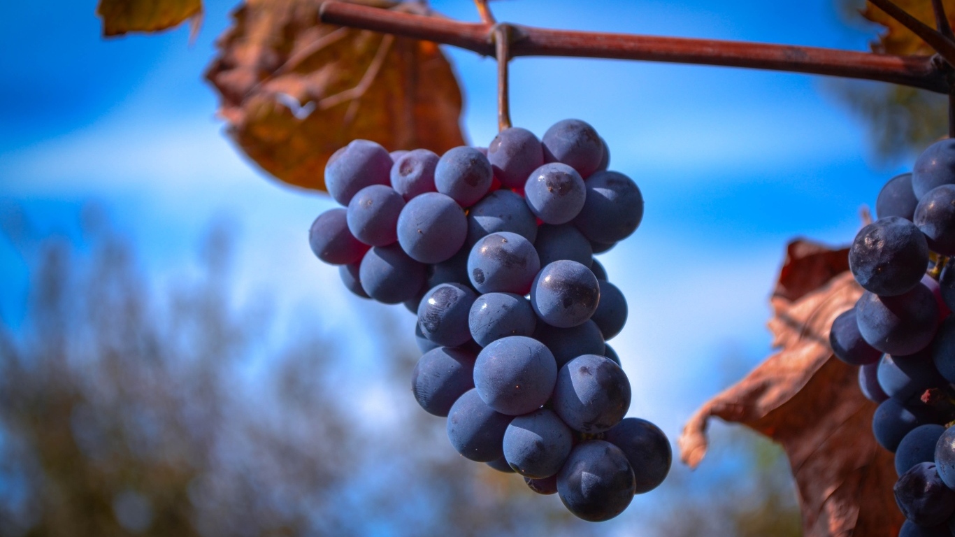 Гроздь розового винограда на ветке на фоне неба