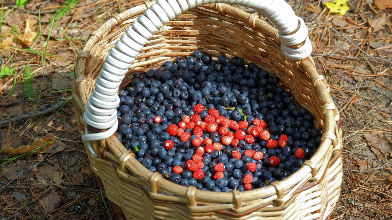 Большая корзина с ягодами черники в лесу