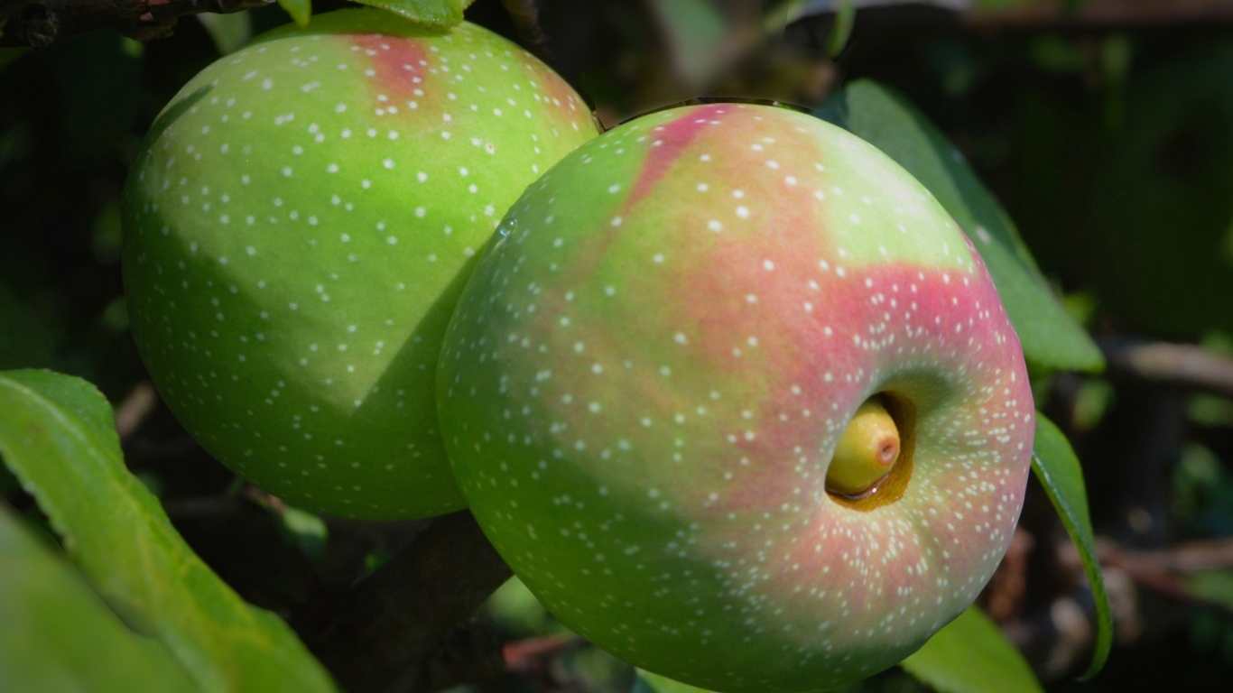 Большие крупные яблоки на ветке дерева