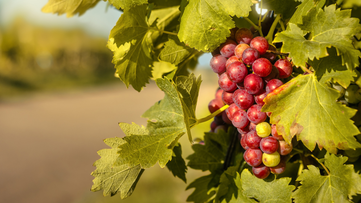 Спелая гроздь розового винограда в листьях