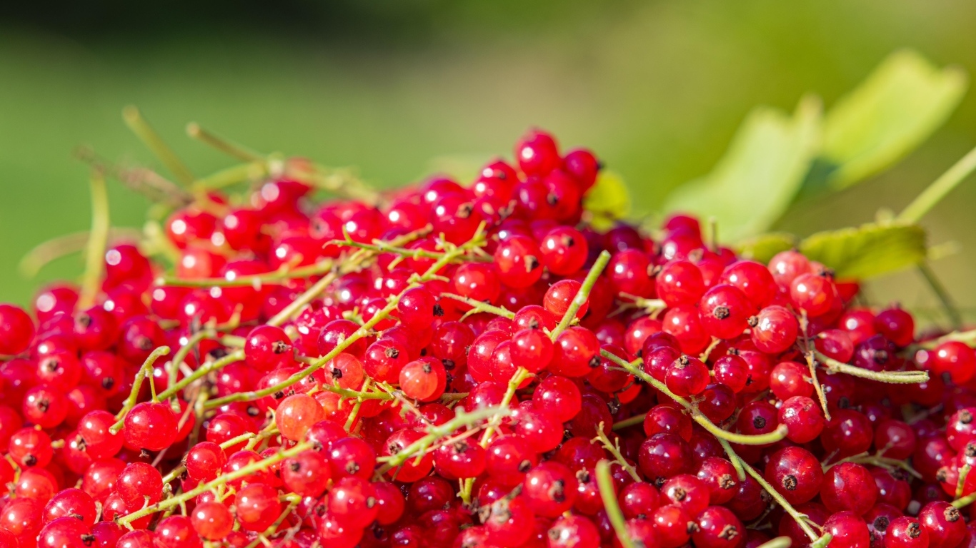 Ягоды спелой красной смородины