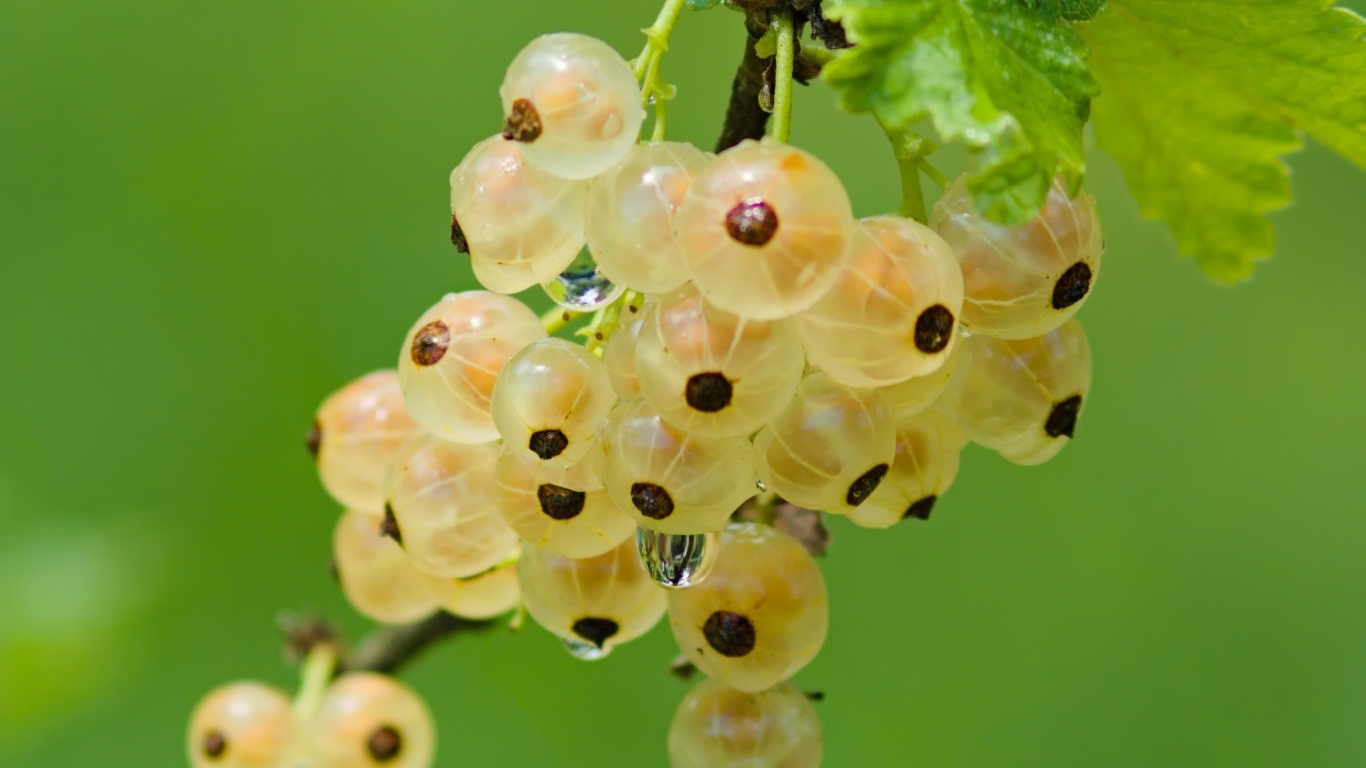 Желтая смородина на ветке крупным планом